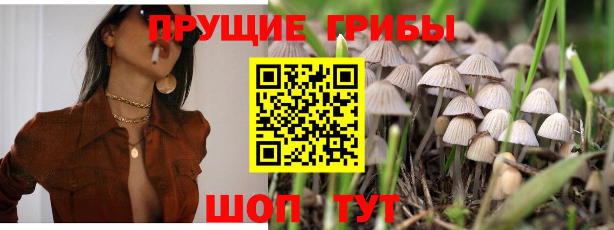 Псилоцибиновые грибы прущие грибы Сланцы